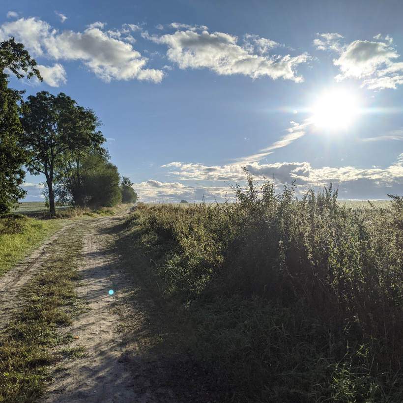 Blick auf einen Feldweg mit Sonne