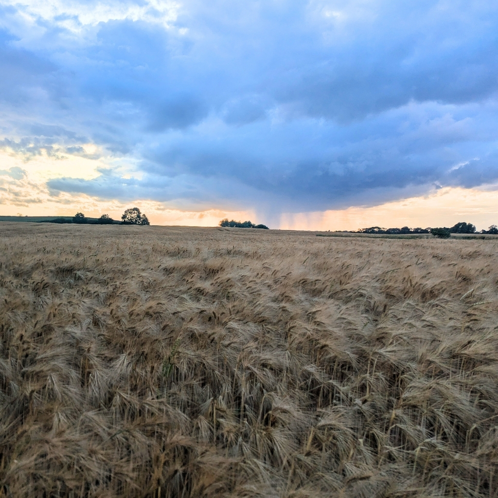 Wogendes Gerstenfeld unter dramatischem Gewitterhimmel in der Mecklenburgischen Seenplatte