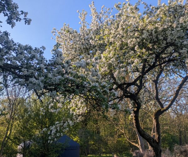 Blühender Apfelbaum vor Jurte im Frühling in der Mecklenburgischen Seenplatte