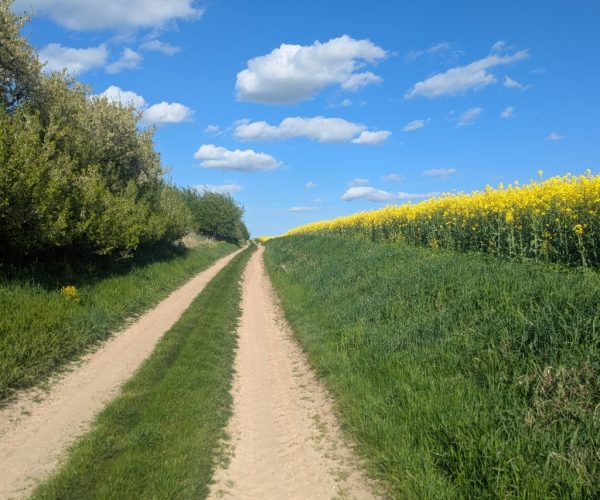 Sandweg zwischen Rapsfeld und Baumreihe in der Mecklenburgischen Seenplatte