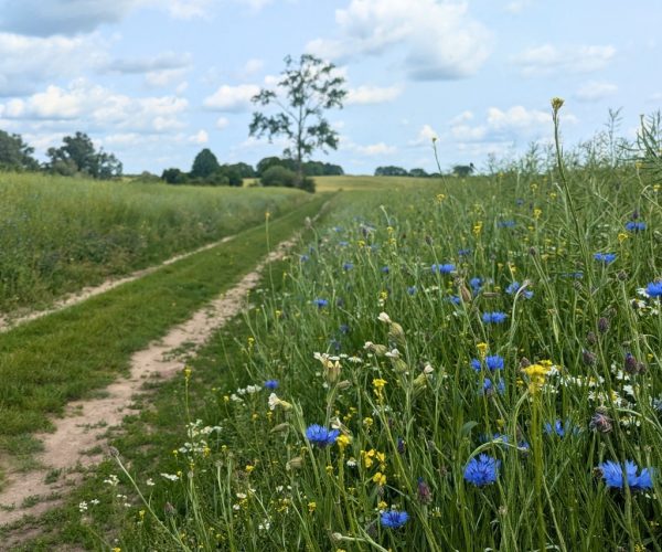 Feldweg mit blauen Kornblumen und gelben Wildblumen Mecklenburgische Seenplatte