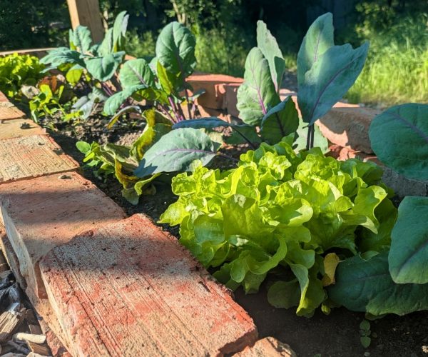 Hochbeet mit frischem Salat und Gemüse bei der Jurte in Mecklenburg