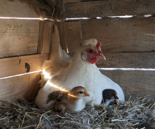 Henne mit Küken im Strohnest – Hofleben beim naturnahen Urlaub Seenplatte